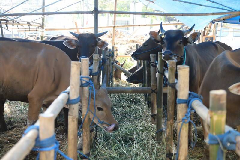 Sapi-sapi Masih Dalam Pengawasan Wabah PMK di Tangerang. (tangselpos.id/sh)