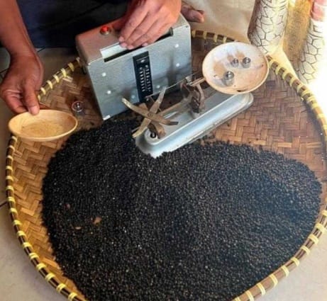 Lada hitam. Foto : Istimewa