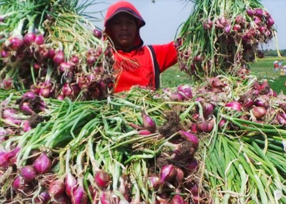 Harga Mulai Stabil, Panen Bawang Merah Di Berbagai Sentra Produksi Panen Bawang merah. (Ist)