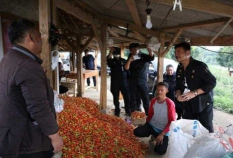 Mentan Syahrul Yasin Limpo saat melakukan panen cabe di Desa Sukawangi, Kabupaten Sumedang, Jawa Barat. Foto ; Istimewa