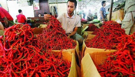 Pasokan cabe di pasar melimpah, harga nya otomatis turun. Foto : Istimewa