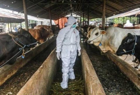 Pilihlah Hewan Kurban Yang Benar-benar Sehat. (Ist)