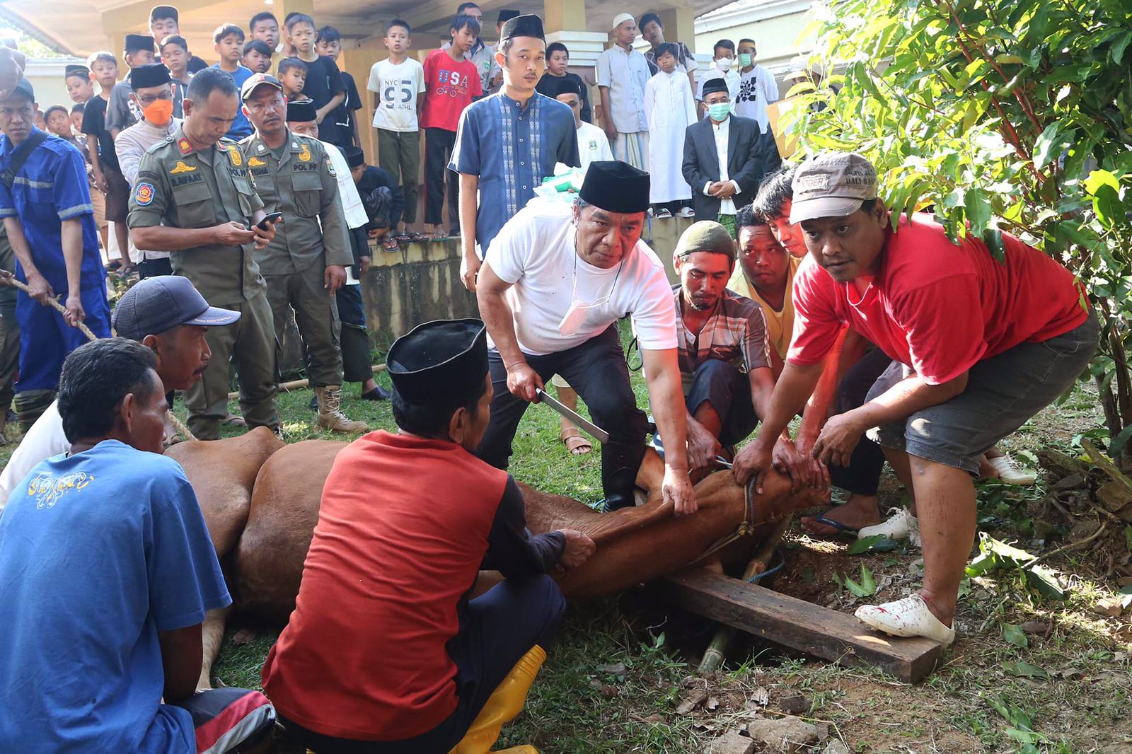 Pj Gubernur Al Muktabar Potong 10 Hewan Kurban, Salah Satunya Sapi Bantuan Presiden Foto : Istimewa