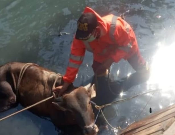 Seekor sapi kurban seberat 2 kuintal tercebur ke saluran Irigasi Siponp, Kecamatan Cipondoh, Kota Tangerang. Foto : Istimewa