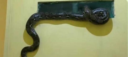 Ular phyton sepanjang 3 meter masuk ke dapur rumah indekos di Serpong. (Ist)