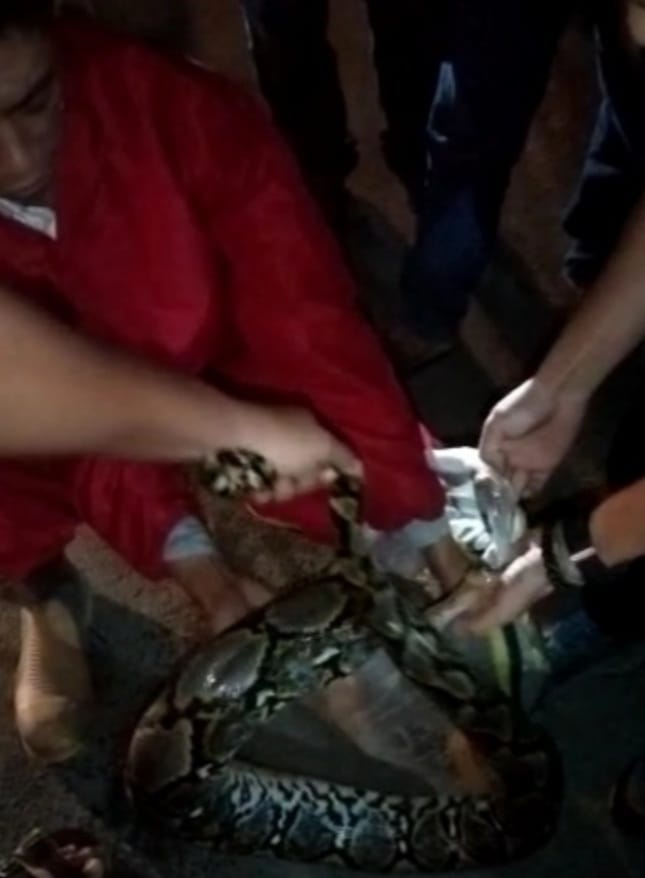 Ular Sanca Seberat 35 Kg Ditangkap Warga Sedang Makan Kucing Ular Sanca seberat 35 kg panjang 4 meter berhasil diamankan warga Ciujung Barat, Lebak. Foto : Istimewa