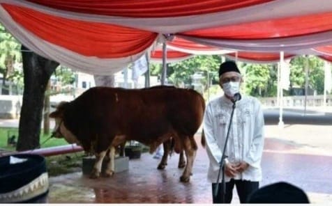 Sapi qurban dari Wapres KH Ma'ruf Amien seberat 1 ton telah berada di Masjid Istiqal. (Ist)