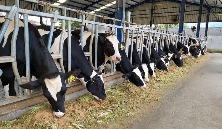 Wabah PMK Di Kabupaten Tangerang Sudah Melandai. (Ist)