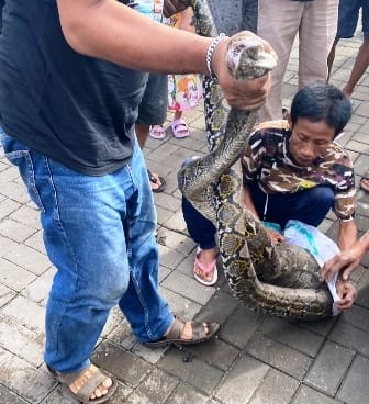 Ular Piton Seberat 20 Kg Ditangkap Warga, Diduga Habis Memangsa Hewan Ular piton seberat 20kg ditangkap wargacPerum Pepabri Kedung Indah, Kecsmstan Kalanganya, pada Kamis (8/12). (Ist)