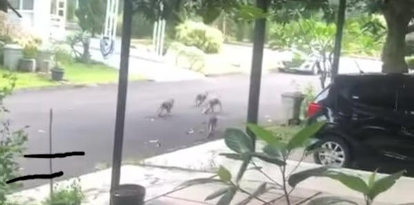 Viral di Medsos, Kawanan Monyet Berkeliaran Di Paradise Serpong (Foto : Istimewa)