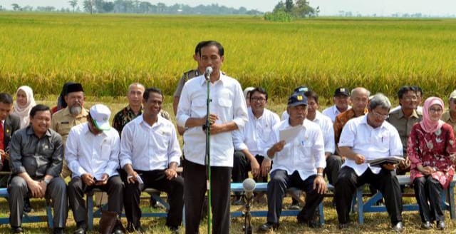 Presiden Jokowi saat panen raya di Karawang. (Foto : Setpres)