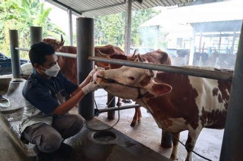 Pemkot Siapkan Dosis Vaksin Sapi Dan Kerbau Peternak sapi dan kerbau di Kota Tangsel dihimbau untuk mengantisipasi wabah Lumpy Skin Disease atau LSD