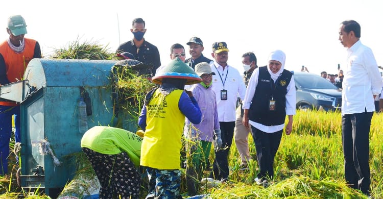 Bareng Mentan Panen Raya Nusantara Di Kebumen & Ngawi Presiden Jokowi saat panen padi di Ngawi. (Ist)