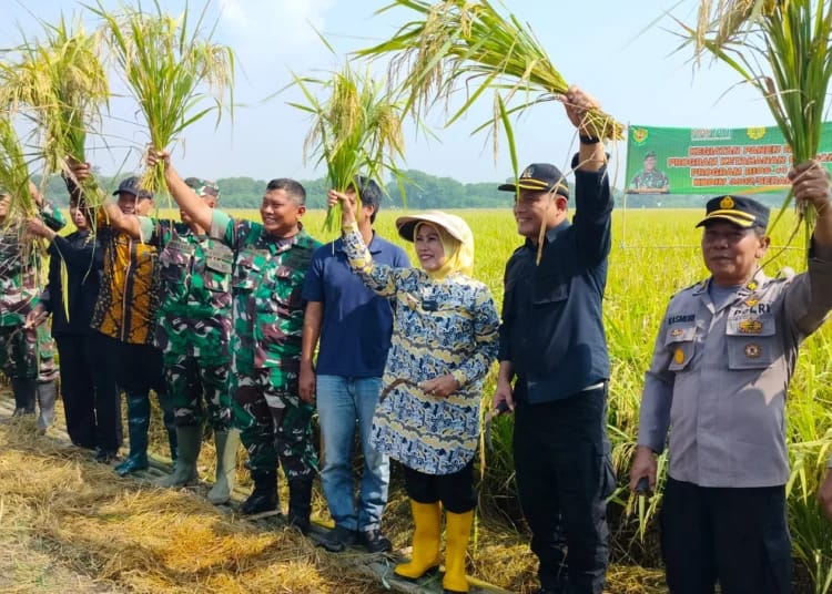 Bupati Tatu dan Dandim Gelar Panen Raya Padi foto : Ist