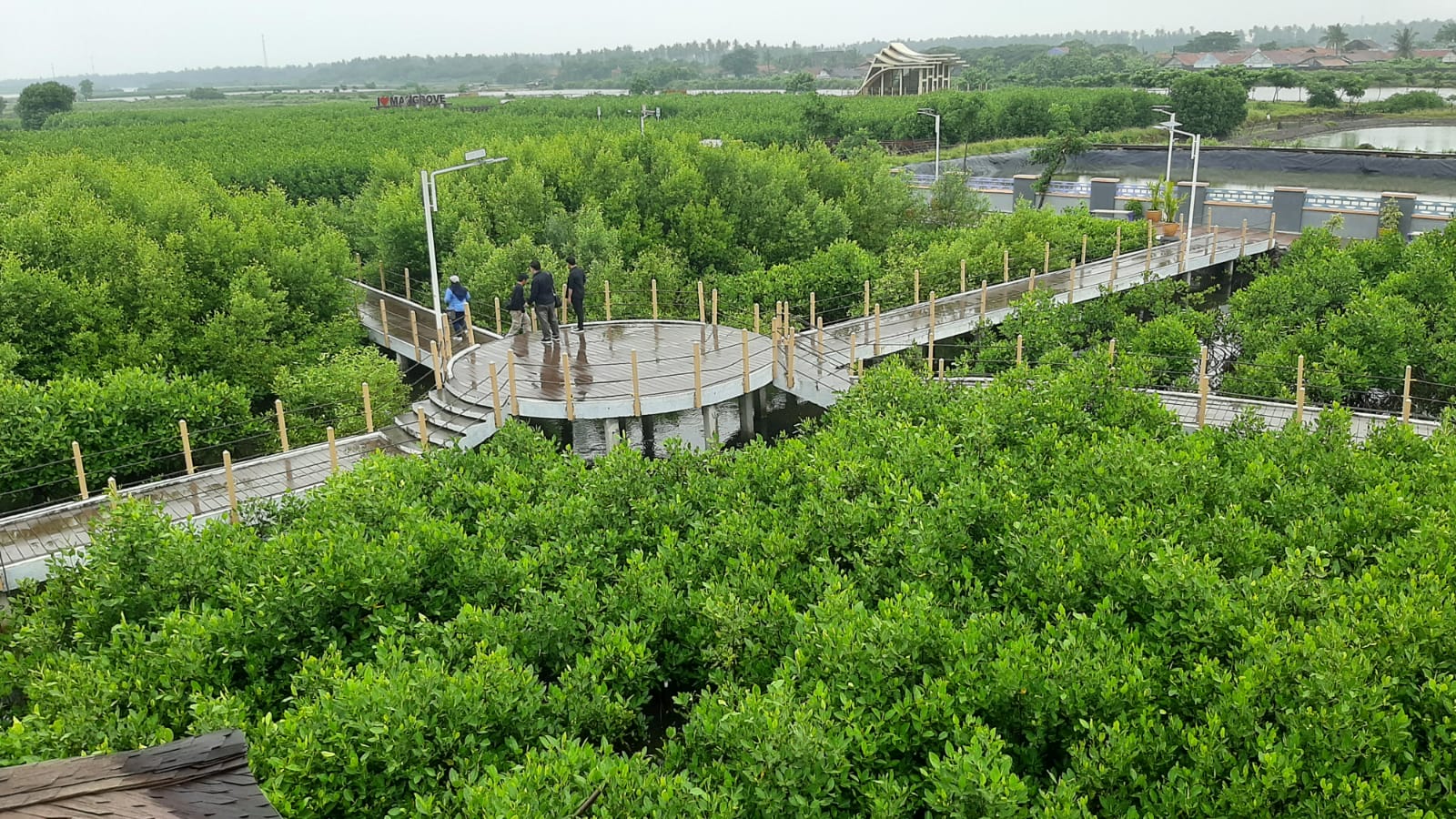 Capt : nampak eco tourism di ketapang urban aquaculture. (Ist)