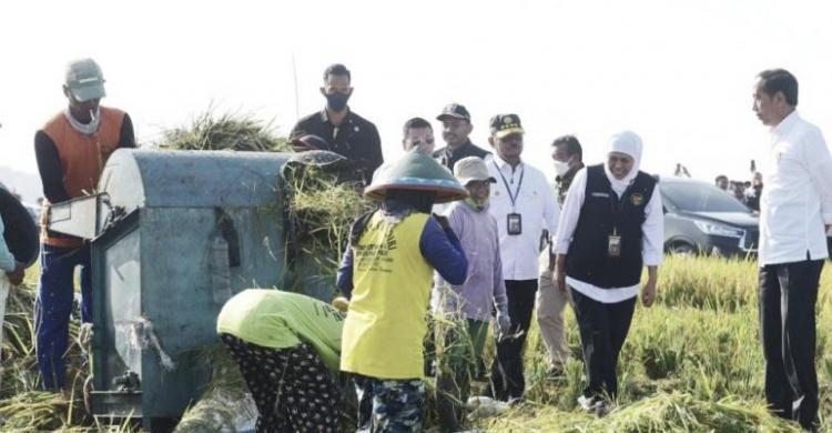 Jokowi Tak Mau Harga Gabah Petani Jatuh Saat Panen Raya Presiden Jokowi saat panen raya di Ngawi, Jawa Timur pada Sabtu (11/3). (Foto : Setpres)