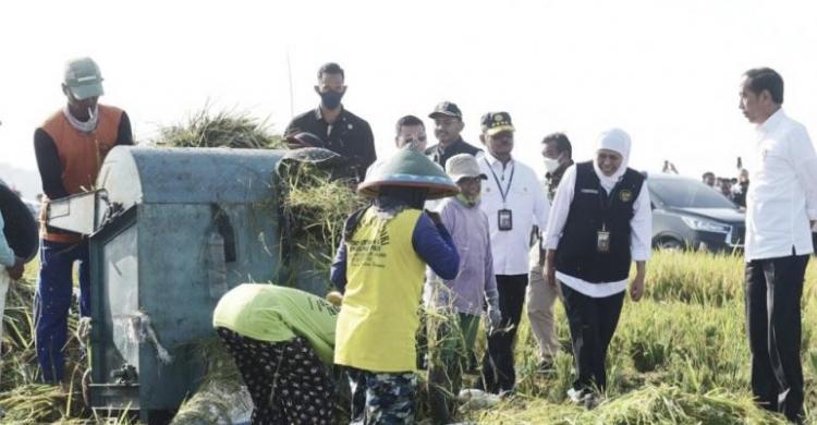 Presiden Jokowi saat panen raya di Ngawi, Jawa Timur pada Sabtu (11/3). (Foto : Setpres)