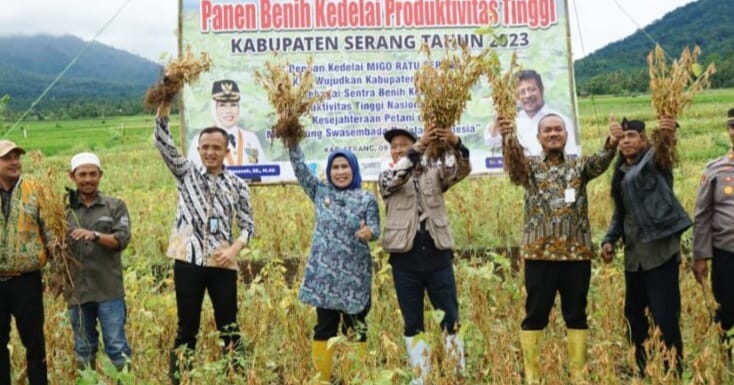 Varietas Unggul Kedelai Migo Ratu Serang, Sukses Diuji Coba Bupati Serang dan Forkopimda saat panen benih kedelai varietas unggul kedalai Migo Ratu Serang. (Ist)