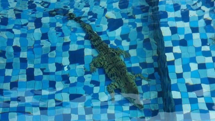 Seekor Buaya Nyasar ke Kolam Renang Rumah Warga Jaksel Foto ; Ist