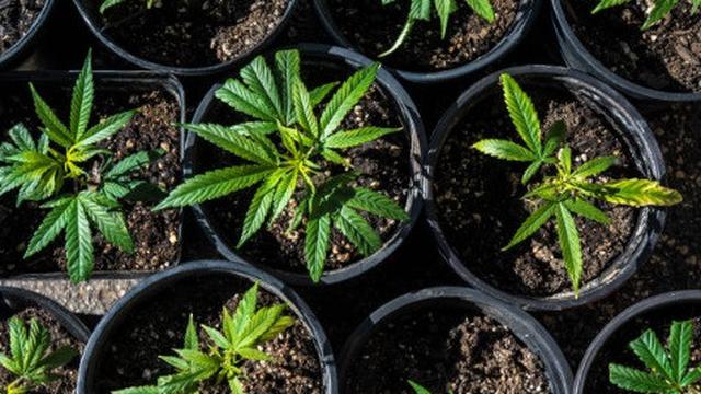 Fotografer di Tangerang Ditangkap usai Tanam Ganja dalam Rumah Ikustrasi