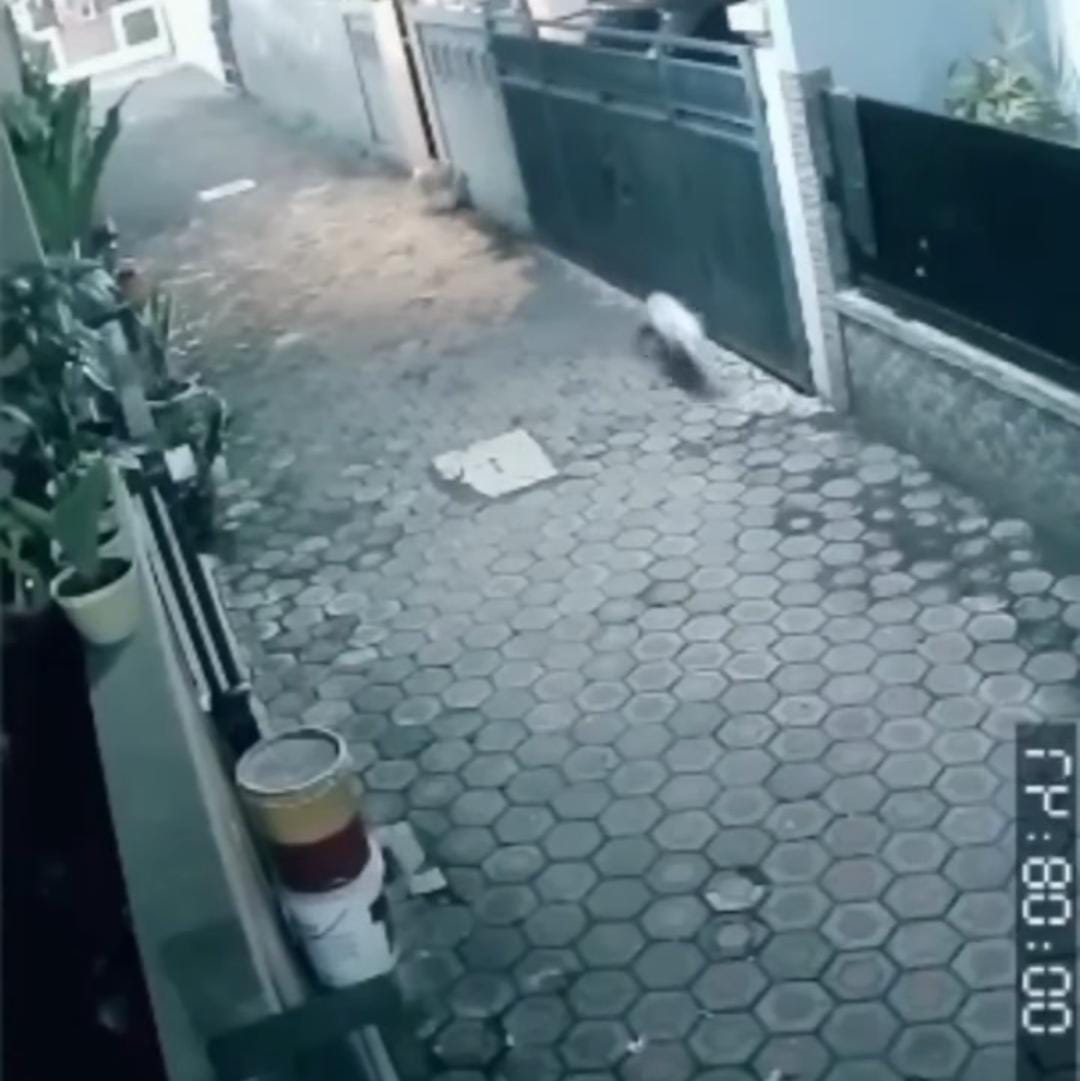 Viral Babi Ngepet Terekam CCTV di Pondok Aren, Ini Penjelasan Polisi Foto : Ist