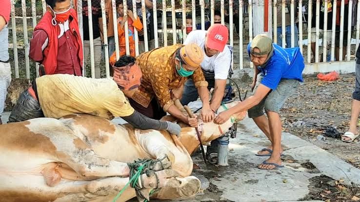Ini Doa Dan Tata Cara Menyembelih Hewan Kurban Secara Syar’i Dan Mudah Dipahami Foto : Ist
