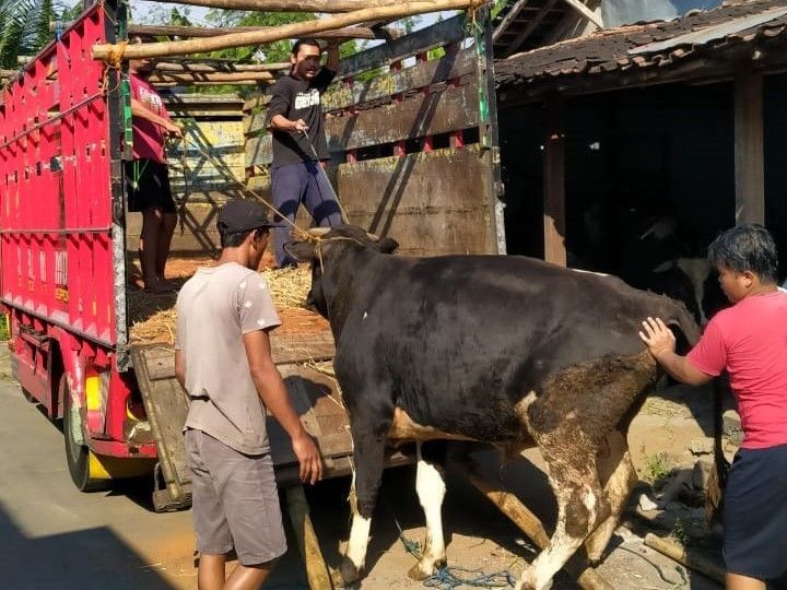 Lapak Hewan Kurban Diawasi Di Tiap Kelurahan Jumlah hewan kurban pada tahun in idiperkirakan menurun dibandingkan dengan tahun sebelumnya.(dra)
