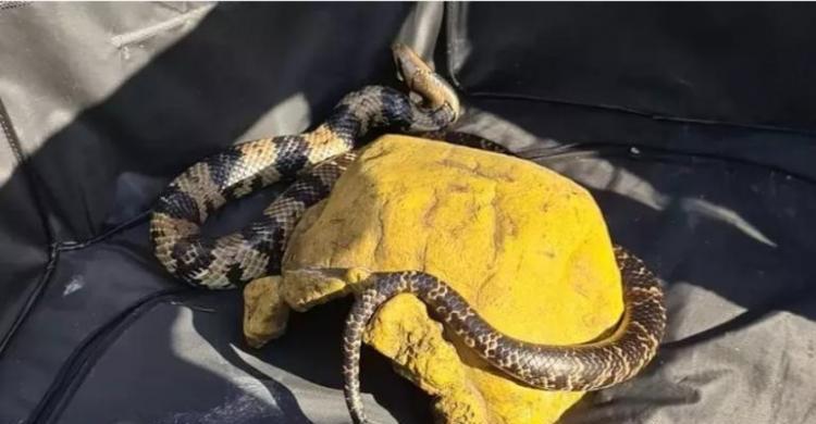 Ngeri, Bawa 20 Ular Berjemur Di Taman Foto : Ist