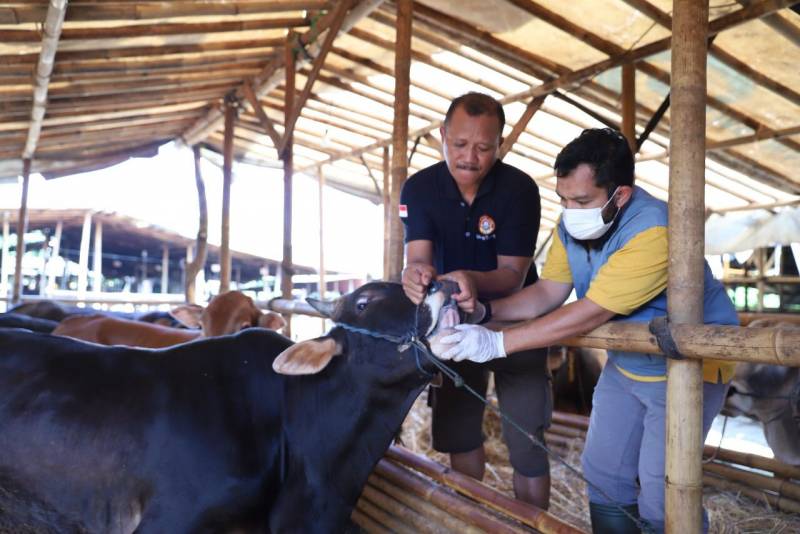 Pemkot Tangerang Siapkan Obat Gratis Sampai Disenfeksi Kandang Dinas Ketahanan Pangan (DKP) Kota Tangerang melakukan pemeriksaan terhadap herwan ternak yang ada di Kota Tangerang, untuk mengetahui apakah terjangkit Penyakit Mulut dan Kuku (PMK) maupun Lumpy Skin Disease (LSD) atau tidak.