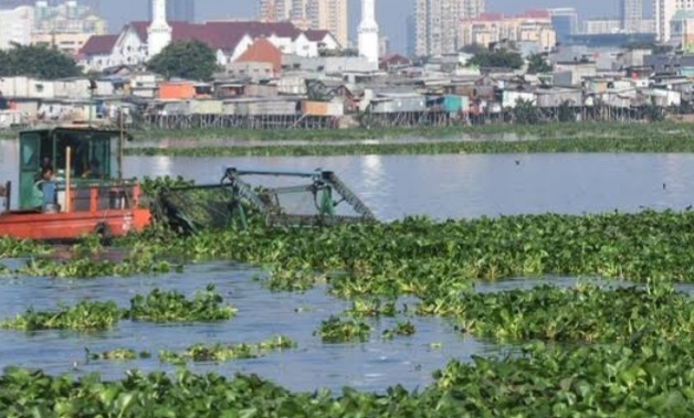 Akibat Tidak Terawat, Air Waduk Pluit Hitam Dan Penuh Eceng Gondok Foto : Ist