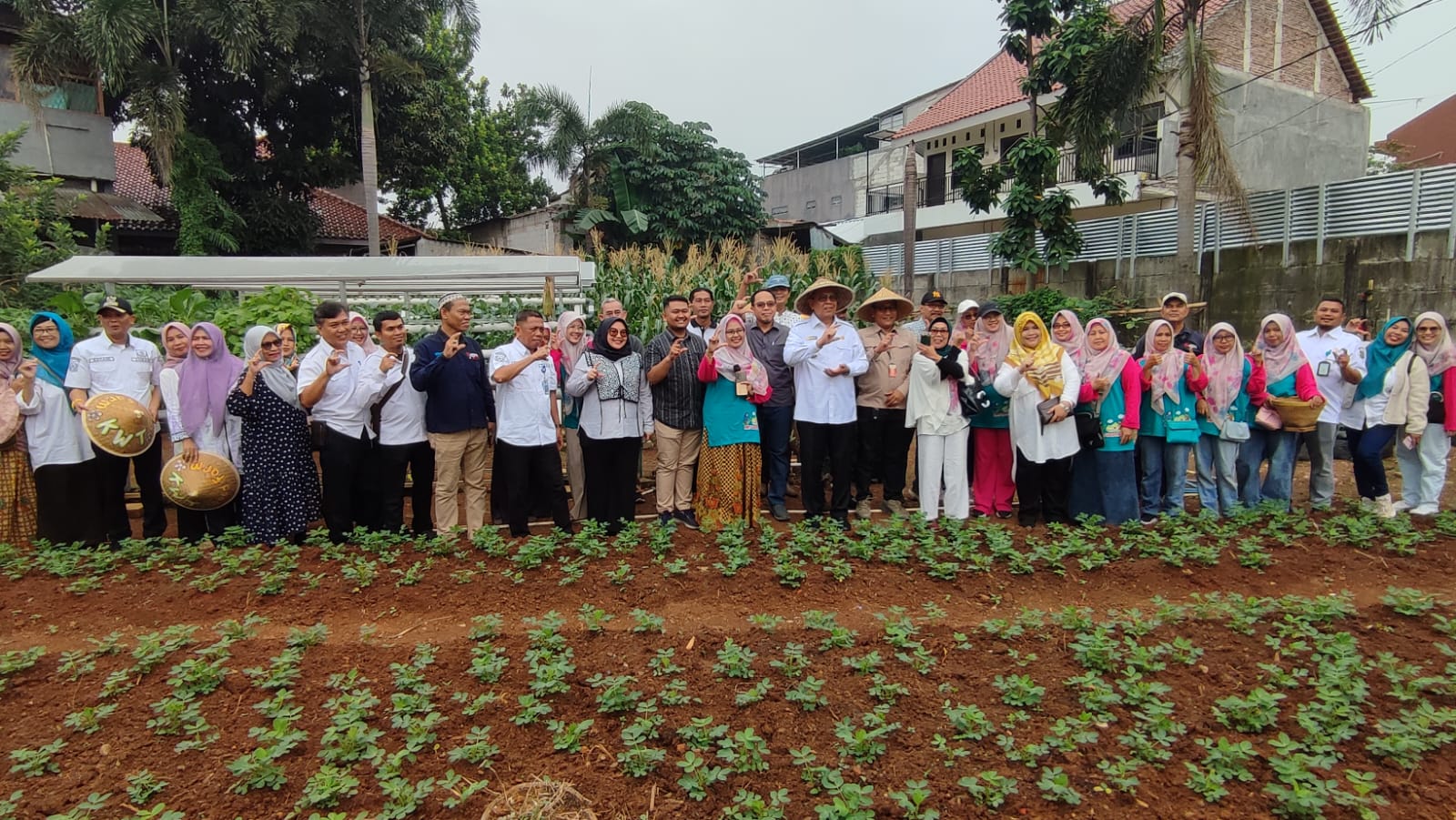 Benyamin Panen Jagung Pulut di Pakujaya Foto : Ist