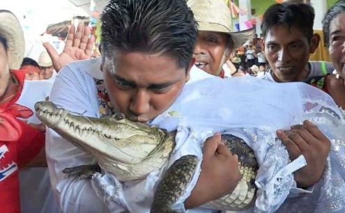 Dua Kali, Wali Kota Nikahi Buaya Foto : Ist