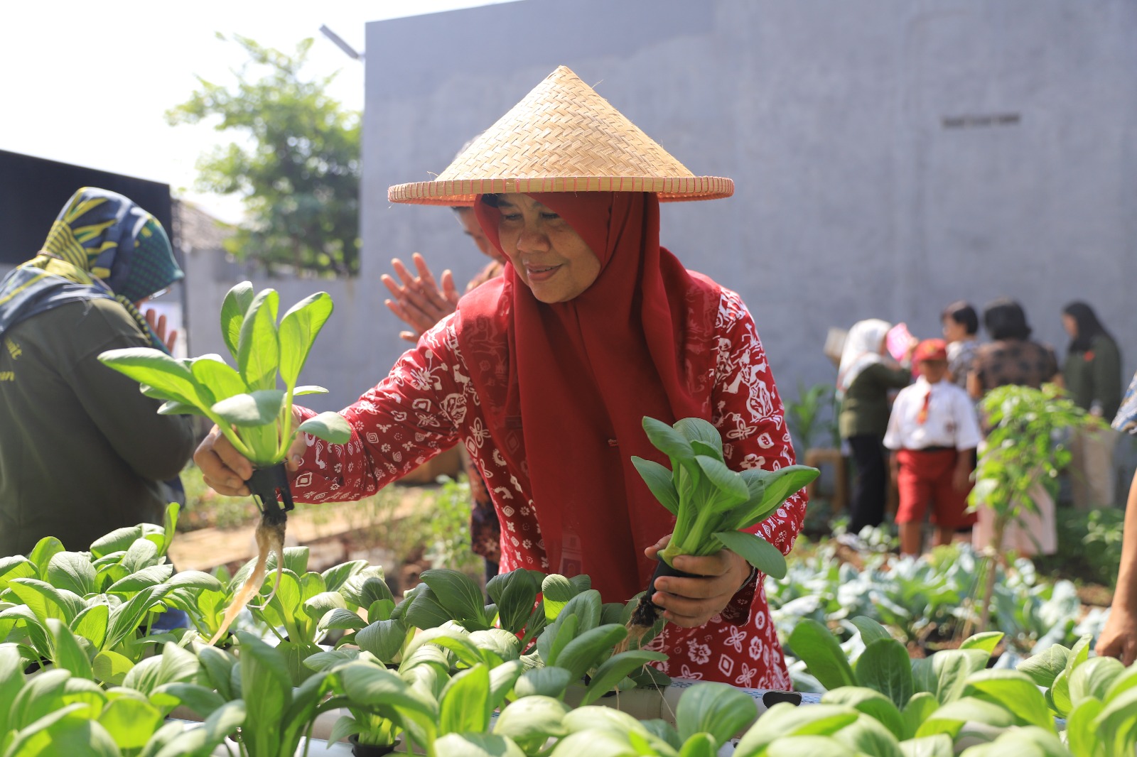 Kelompok Wanita Tani Panen Sayur Hidroponik Serentak alah seorang anggota KWT nampak panen sayur hidroponik di KWT Cabai Rawit, Kelurahan Pabuaran, Kecamatan Karawaci, Kamis (20/7).(ist)