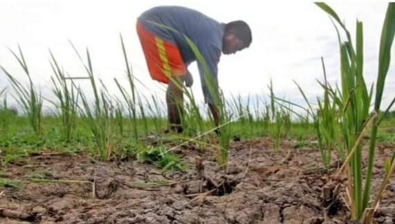Lebak Berisiko Kekeringan Dampak El-Nino Foto : Ist