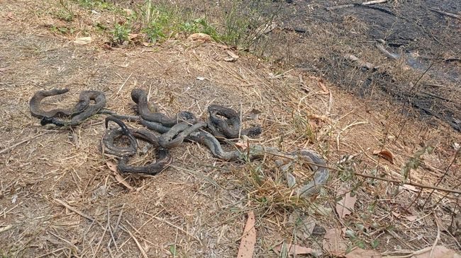 Kebakaran di Gunung Sindur, Warga Temukan Belasan Bangkai Ular Hangus Foto : Ist