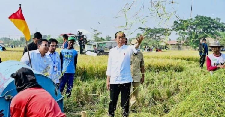 Senyuman Jokowi Di Subang, Harga Beras Mulai Turun Foto : Setpres