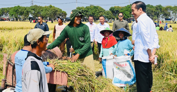 Tinjau Panen Raya Di Indramayu, Presiden Jokowi Pastikan Produksi Padi Baik Foto : Setpres