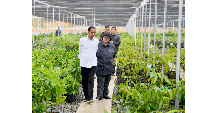 Jokowi Ajak Pimpinan Dunia Usaha Tinjau Persemaian Mentawir Foto : Setpres