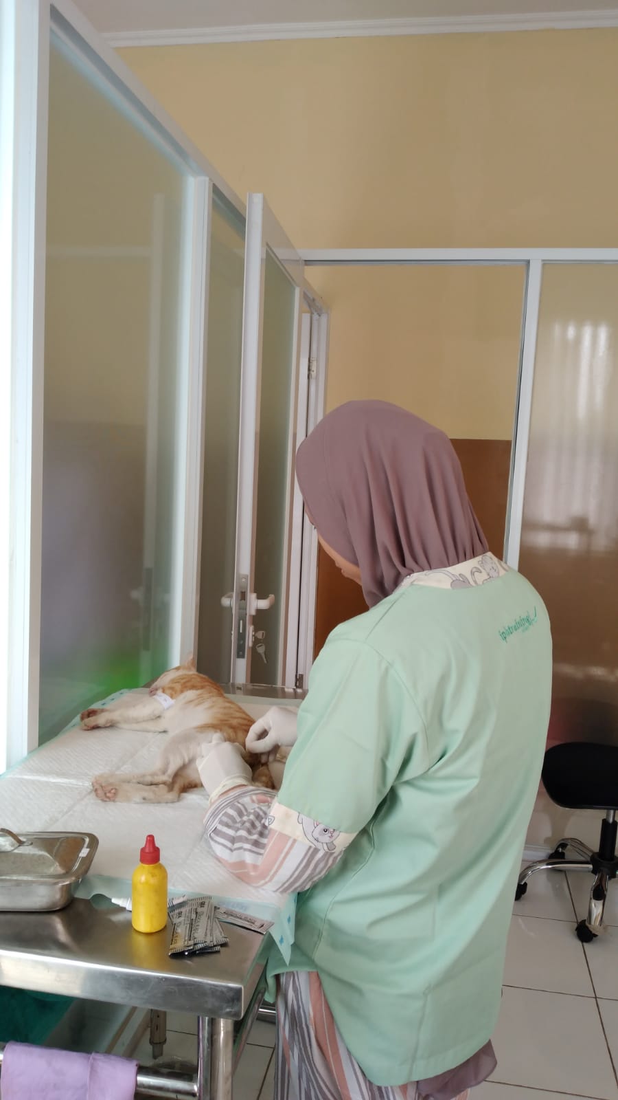 Kendalikan Populasi Hewan Penular Rabies, Puskeswan Tangsel Gelar Strerilisasi Kucing Massal Foto : Ist
