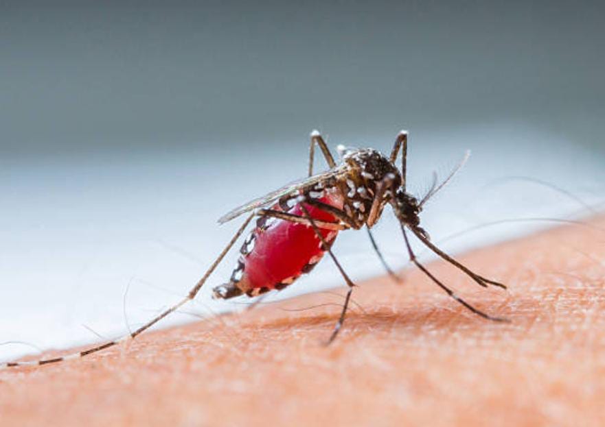 Waspada! Ini Ciri DBD pada Anak dan Orang Dewasa Foto : Ist
