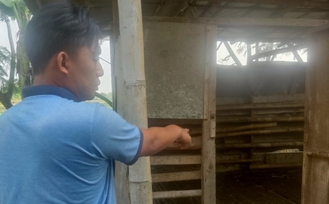 Apes, 9 Kambing Dicuri Maling di Serang Saat Pemilik Tertidur Pulas Foto : Ist