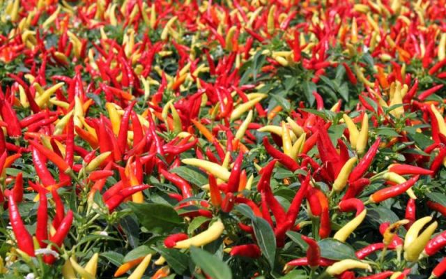 Kenaikan Harga Cabe Tidak Wajar, Apa Sih Penyebabnya Foto : Ist