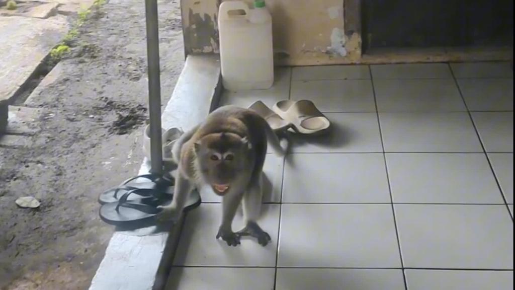 Ratusan Monyet Liar Teror Warga Perumahan Puspiptek Warga Puspitek tengah disibukan dengan mengusir monyet liar yang mulai masuk ke kawasan pemukiman warga.(dra)