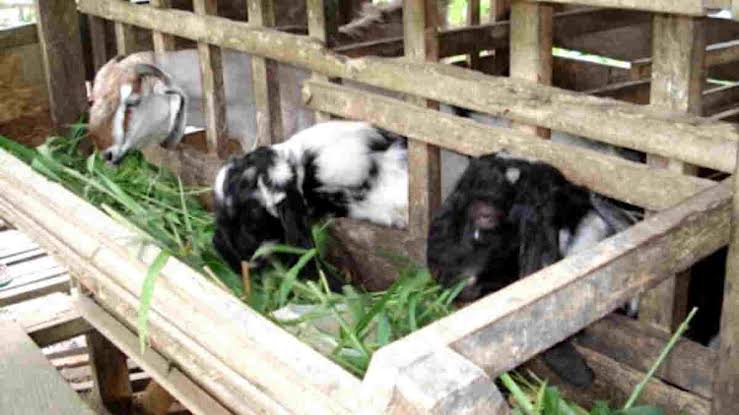 Berawal Dari Sakit Hati, Istri Nekat Racuni Suaminya Hingga Tewas Di Kandang Kambing Ilustrasi. Foto : Ist