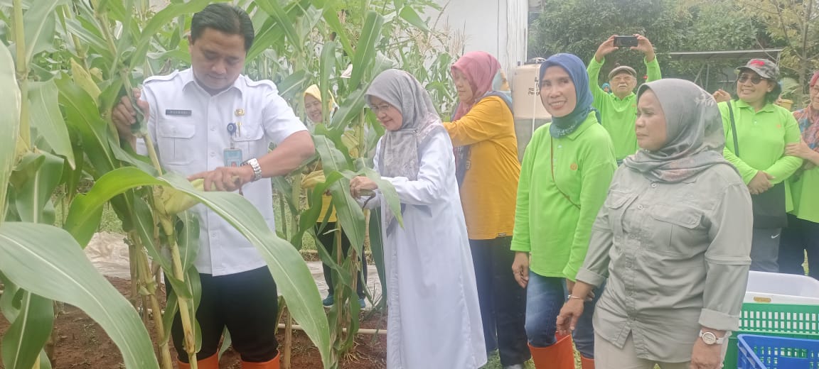 Istri Walikota Tangsel Panen Jagung Manis di Pamulang Foto : Ist