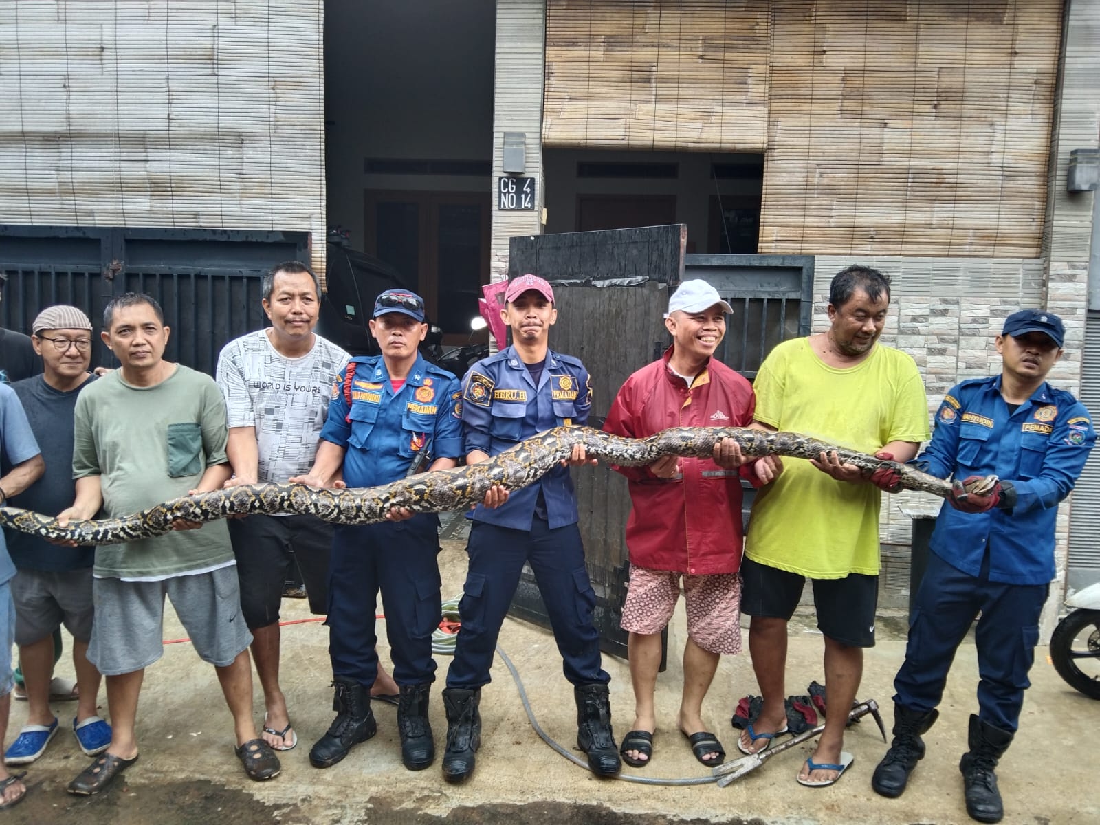 Usai Memangsa Kucing, Ular Piton Sepanjang 5 Meter Akhirnya Berhasil Ditangkap di Pamulang Foto : Ist