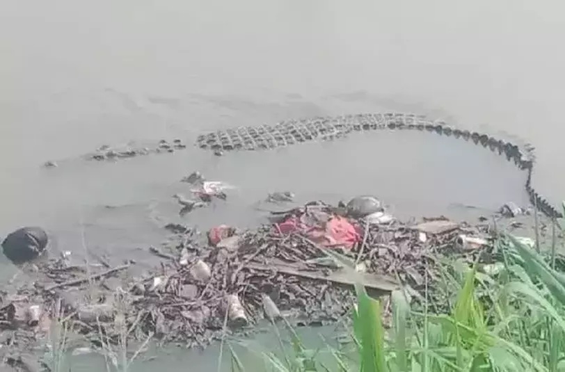 Warga Cibodas Tangerang Dihebohkan dengan Kemunculan Buaya 4 Meter Foto : Ist