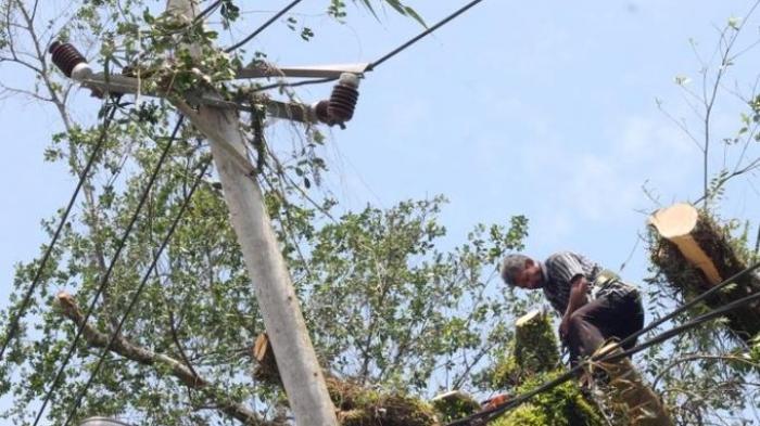 Hujan Deras, Pohon Rubuh di Bintaro Timpa Kabel PLN Ilustrasi. Foto : Ist