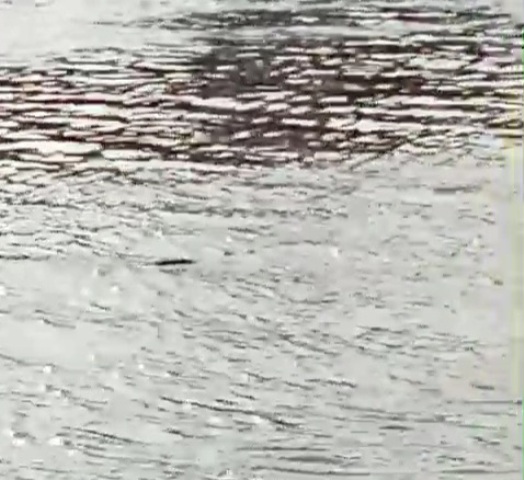 Seekor Buaya Raksasa Panjang 5 Meter Muncul di Sungai Cisadane Foto : Ist