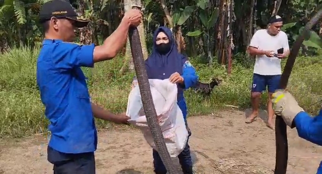 Warga Dikagetkan Ular King Kobra Bersembunyi di Kamar Mandi Foto : Ist